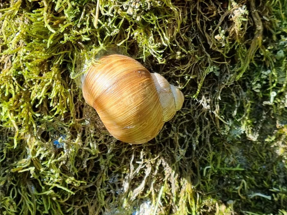 Skölvs Gård Hus Björnfallet Glanshammar Exteriör bild